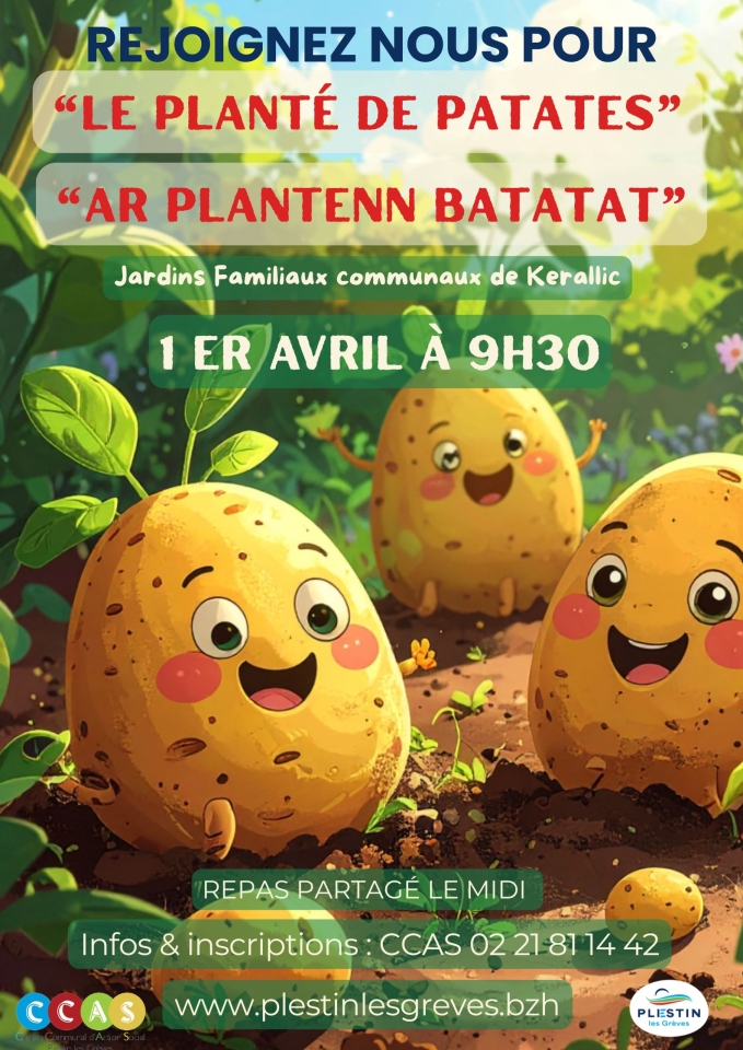 le planté de patates